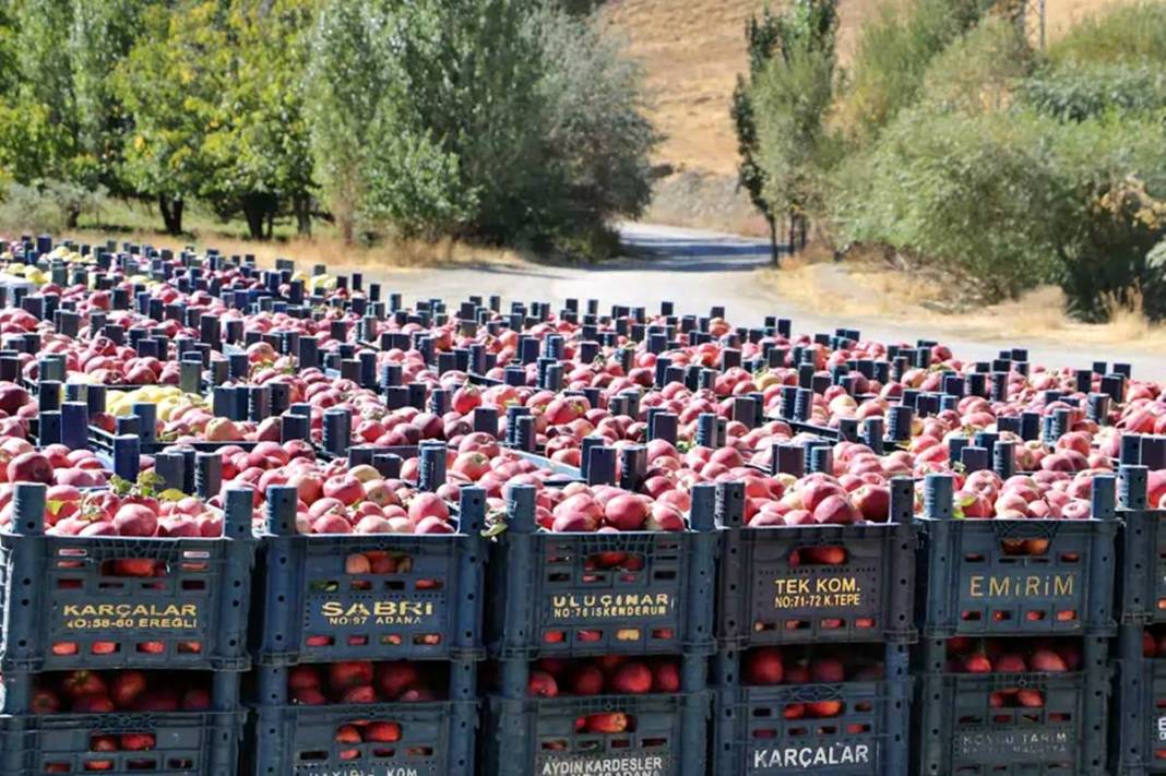 Yüksekova'da elma yağmuru! 'Taleplere yetişemiyorum' diye isyan etti 5